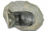 Arched Paralejurus Trilobite Fossil - Atchana, Morocco #322283-3